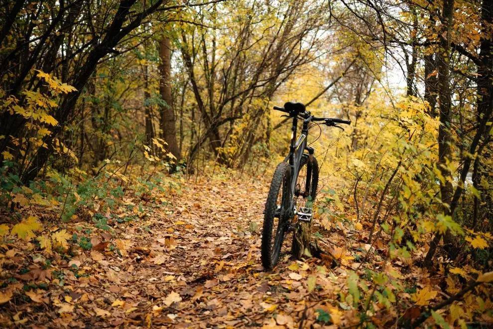 Forest path covered in autumn leaves with a bicycle wheel in frame