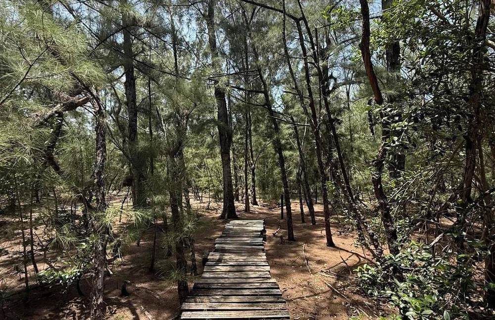 Oleta River State Park boardwalk through Australian pine